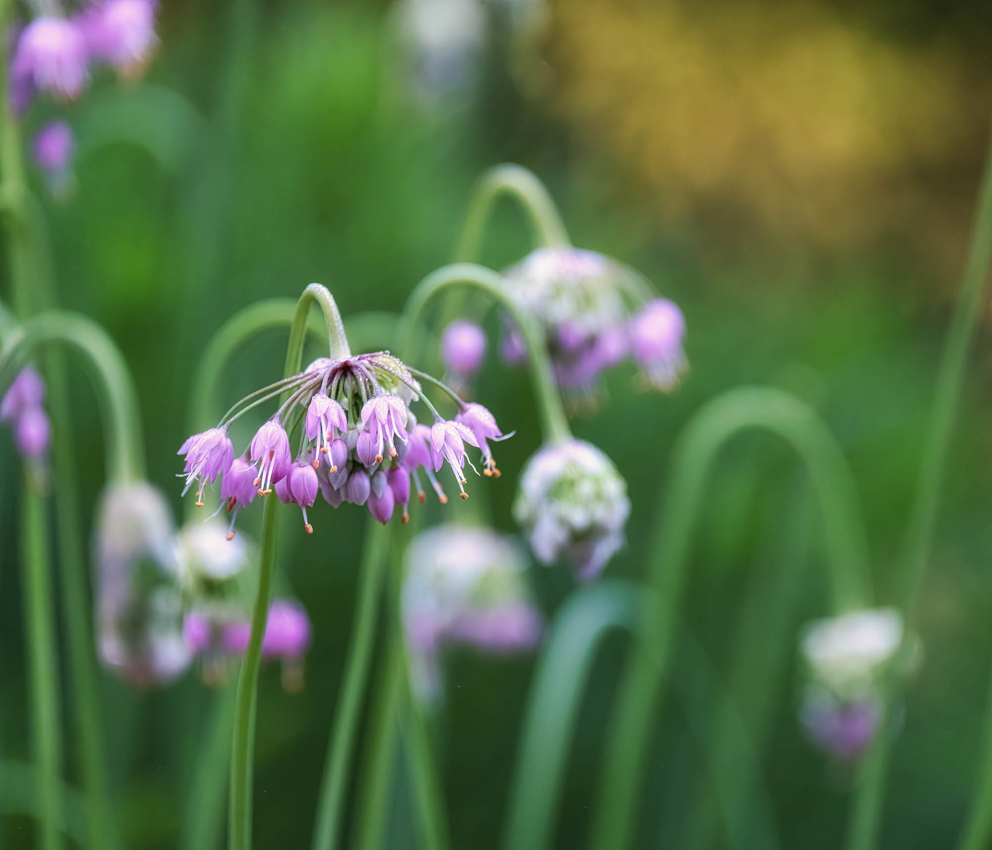 Soft purple blooms nodding over tall grass in evening light