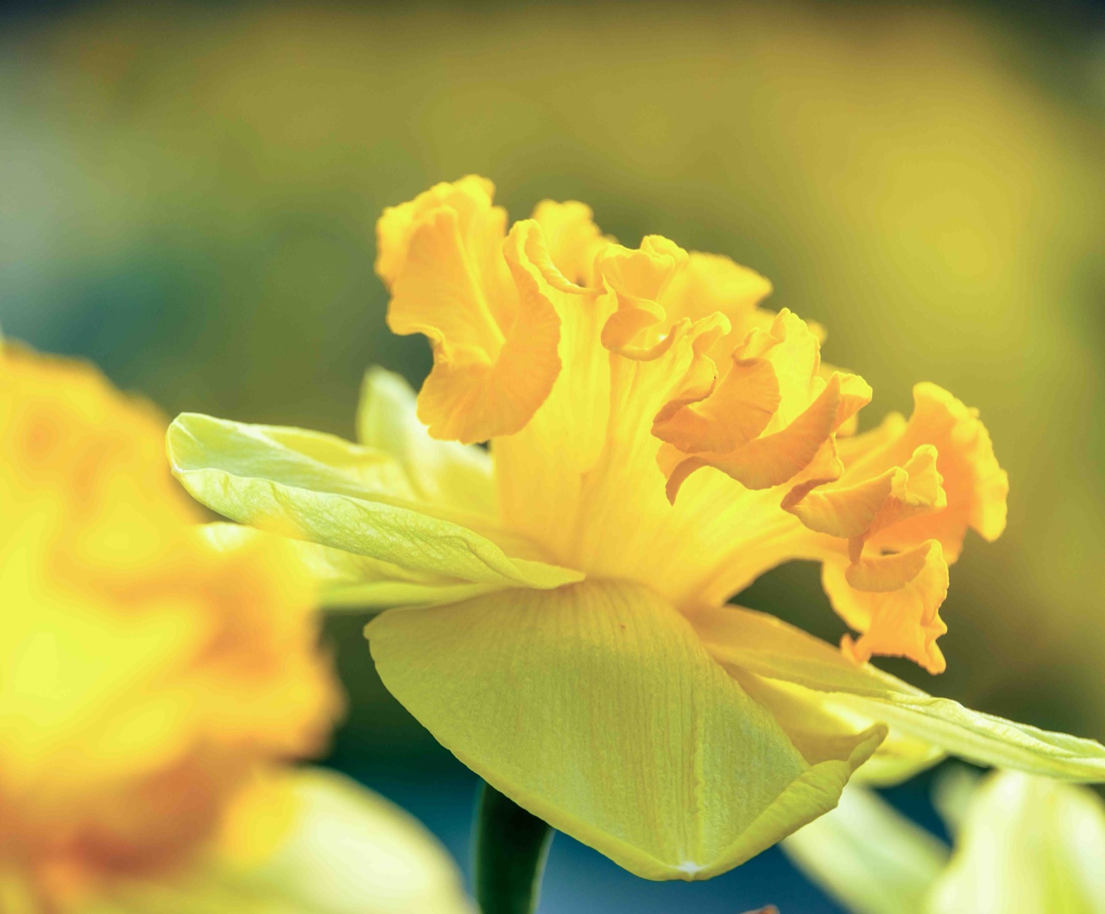 A ruffled yellow daffodil in close-up, backlit by spring sunlight