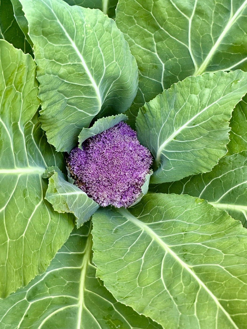 A vivid purple cauliflower head nestled in a ring of blue-green leaves, seen from above