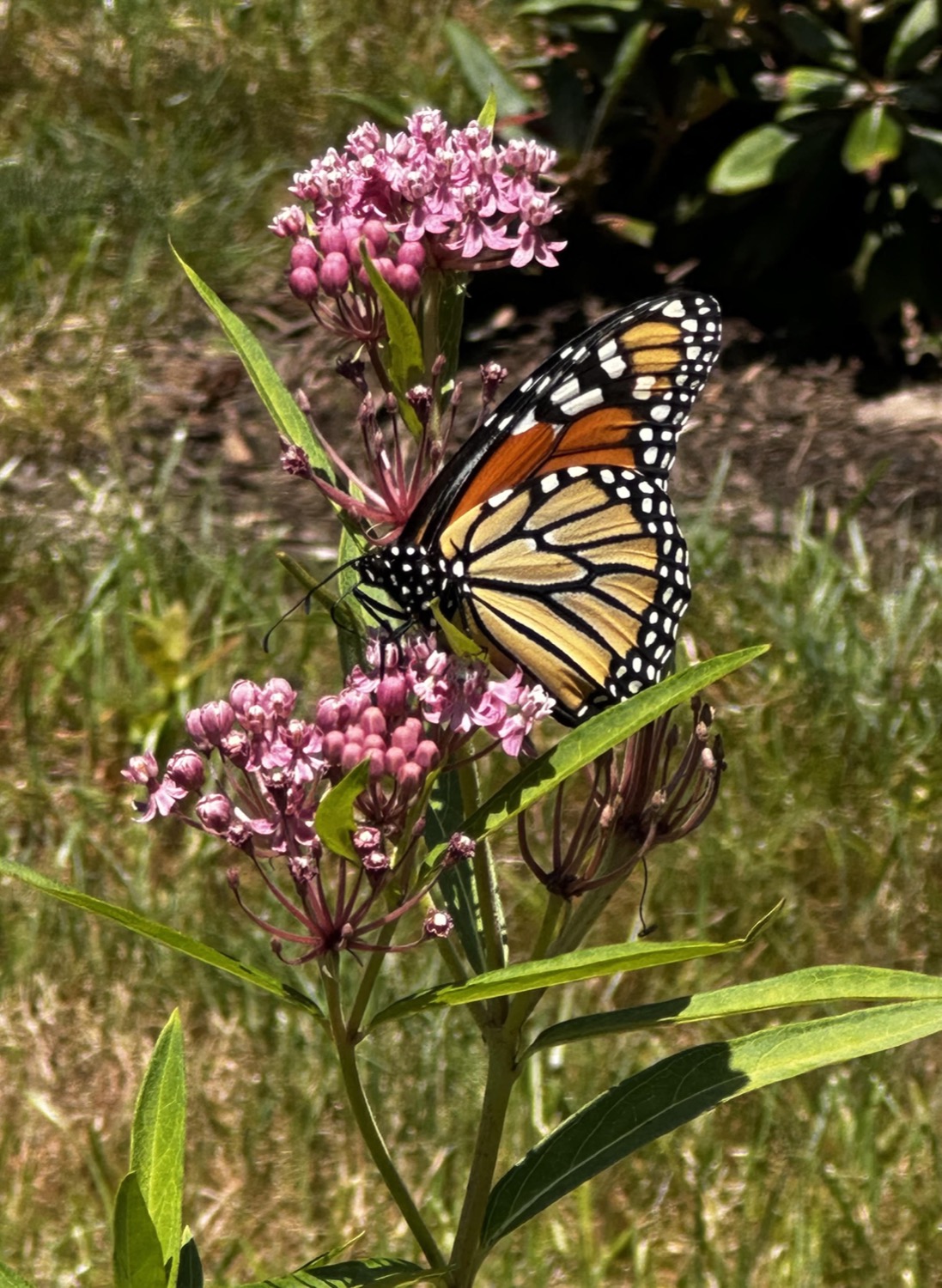 A monarch butterfly feeding on the pink flowers of native swamp milkweed