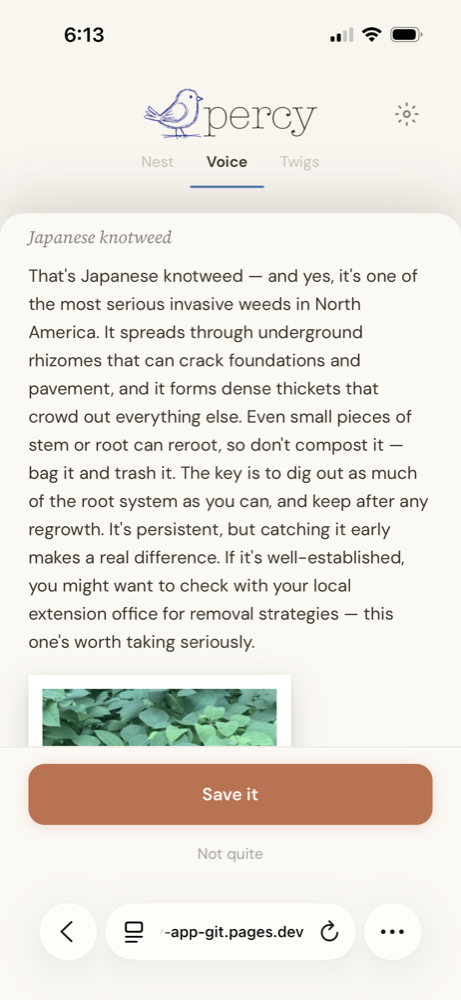 Percy identifying Japanese knotweed as a serious invasive and explaining how to remove it