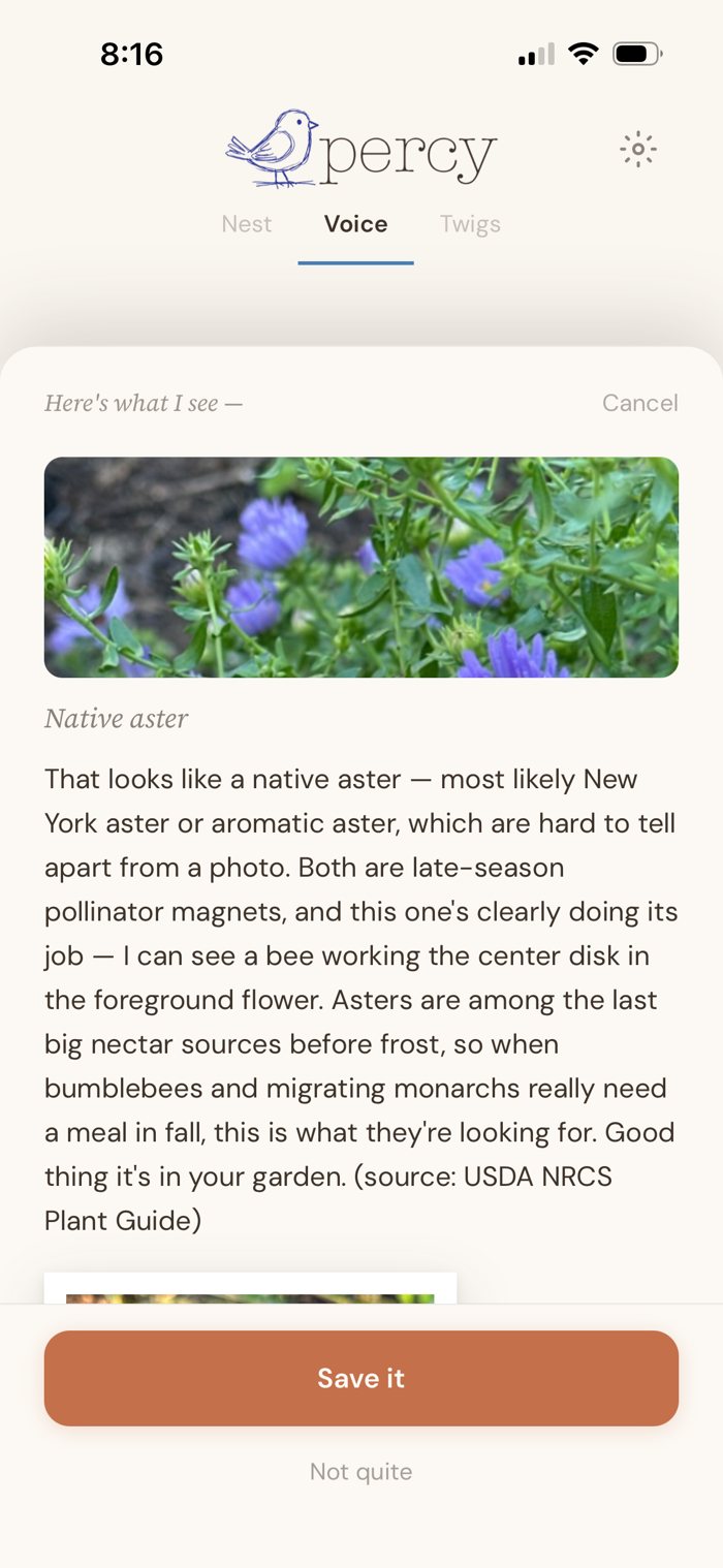 Percy identifying a native aster and noticing a bee working the center of the flower