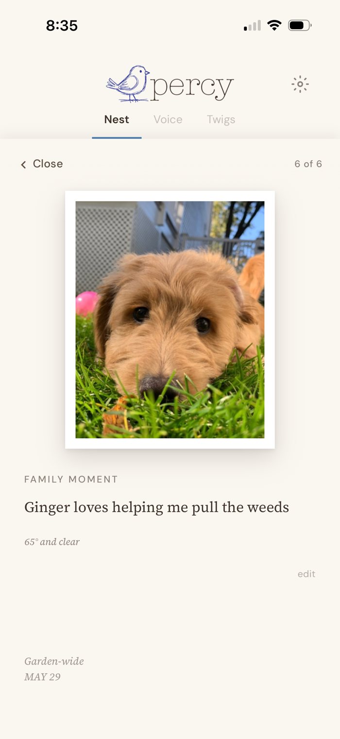 A family moment in Percy's Nest: a golden puppy in the grass, Ginger loves helping me pull the weeds, 65° and clear, May 29