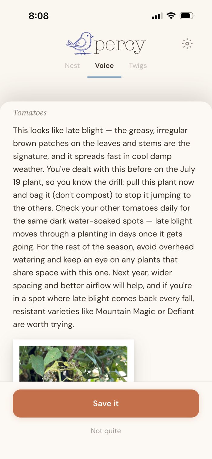 Percy diagnosing late blight on a tomato plant, noting you dealt with it before on the July 19 plant, advising to pull and bag it, avoid overhead watering, and try resistant varieties next year