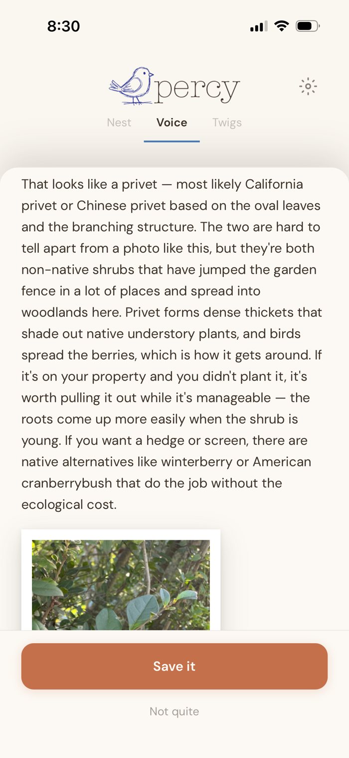 Percy identifying privet as a non-native shrub that spreads into woodlands, suggesting pulling it young and native alternatives like winterberry