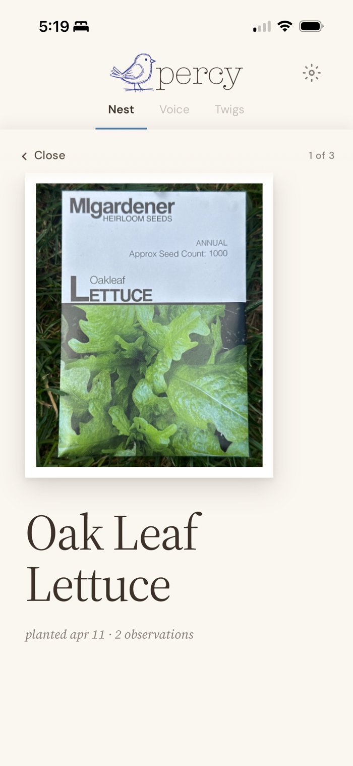 The chapter cover for Oak Leaf Lettuce in Percy's Nest, showing a photo of the MIgardener Oakleaf Lettuce seed packet, planted April 11, 2 observations