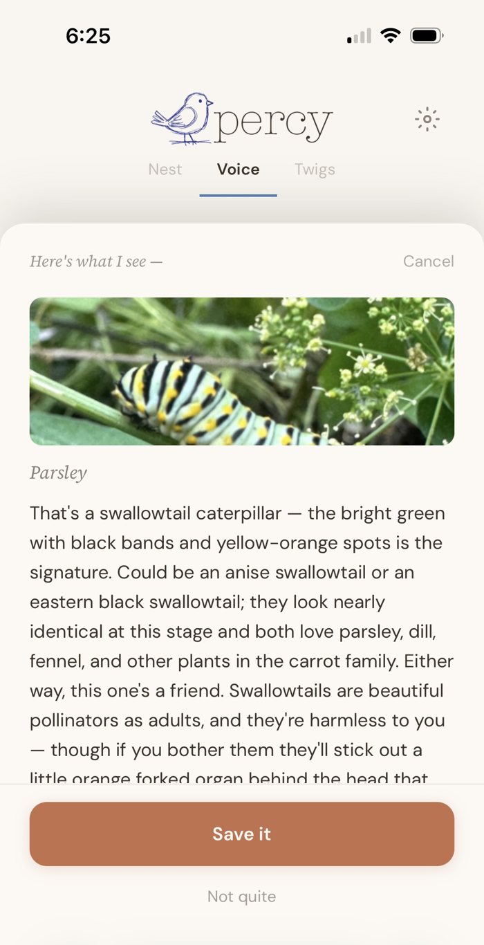 Percy identifying a swallowtail caterpillar on parsley: could be anise or eastern black swallowtail, either way this one's a friend
