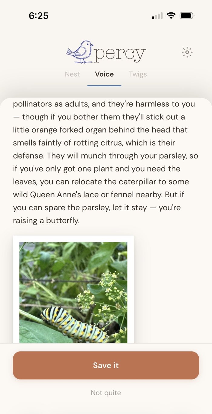 Percy continuing: it will munch the parsley, relocate it to Queen Anne's lace or fennel if needed, but if you can spare it, you're raising a butterfly