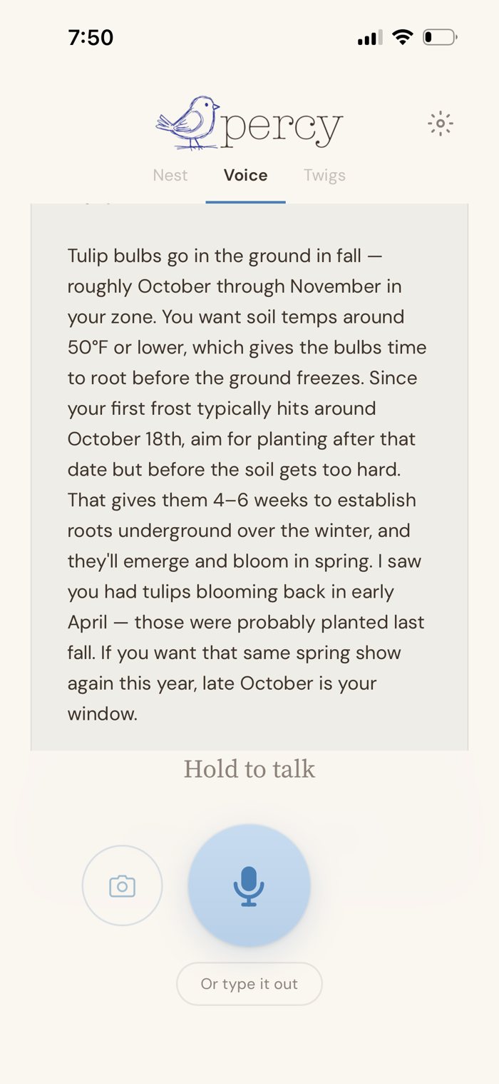 Percy answering when to plant tulip bulbs, after the typical first frost around October 18th, remembering tulips that bloomed in early April