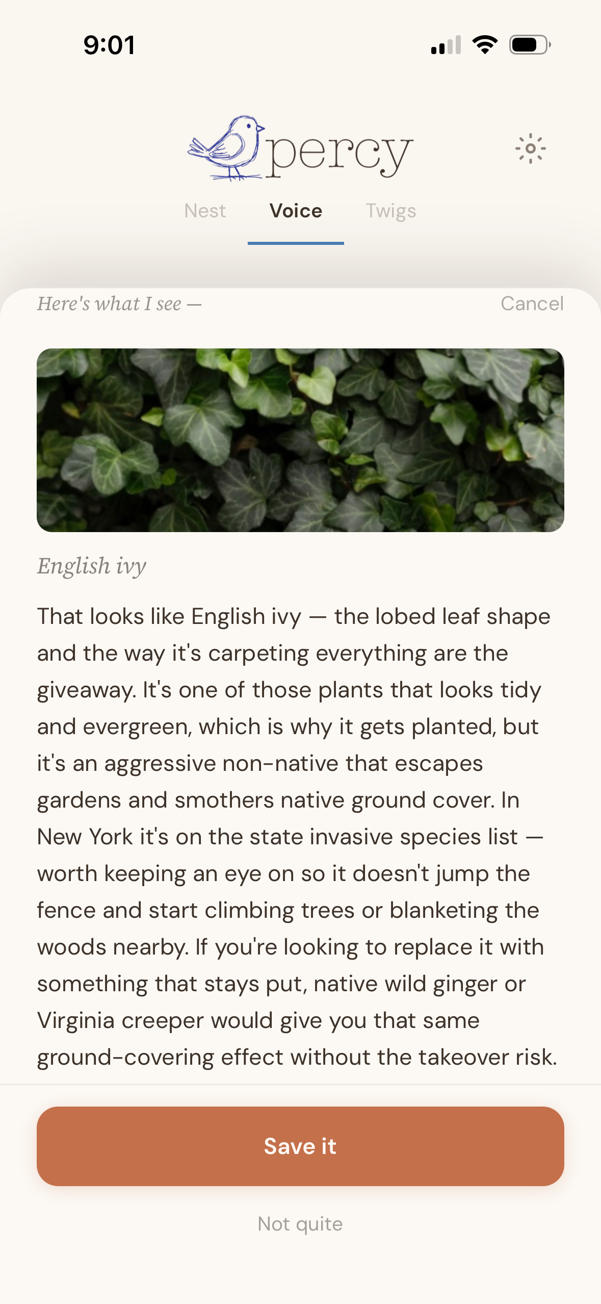 Percy's Voice screen identifying English ivy from a photo of glossy, lobed dark-green leaves. Percy notes that it's an aggressive non-native on New York's state invasive species list, and suggests native wild ginger or Virginia creeper as replacements that stay put.