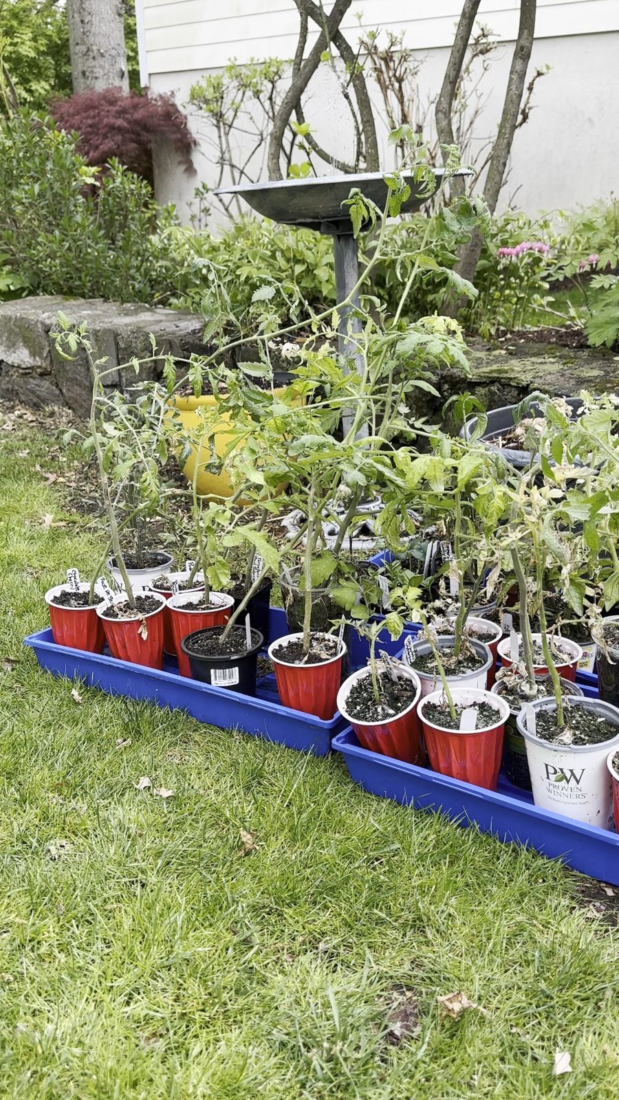 Tall, leggy tomato plants with yellowed and sun-bleached leaves in red cups on a lawn, set outside to harden off in early May