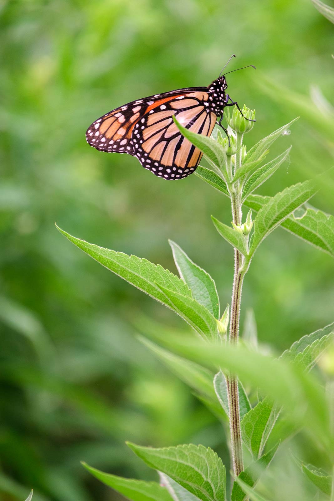 A monarch butterfly with folded wings perched on a plant stem topped with unopened flower buds, against a soft green background