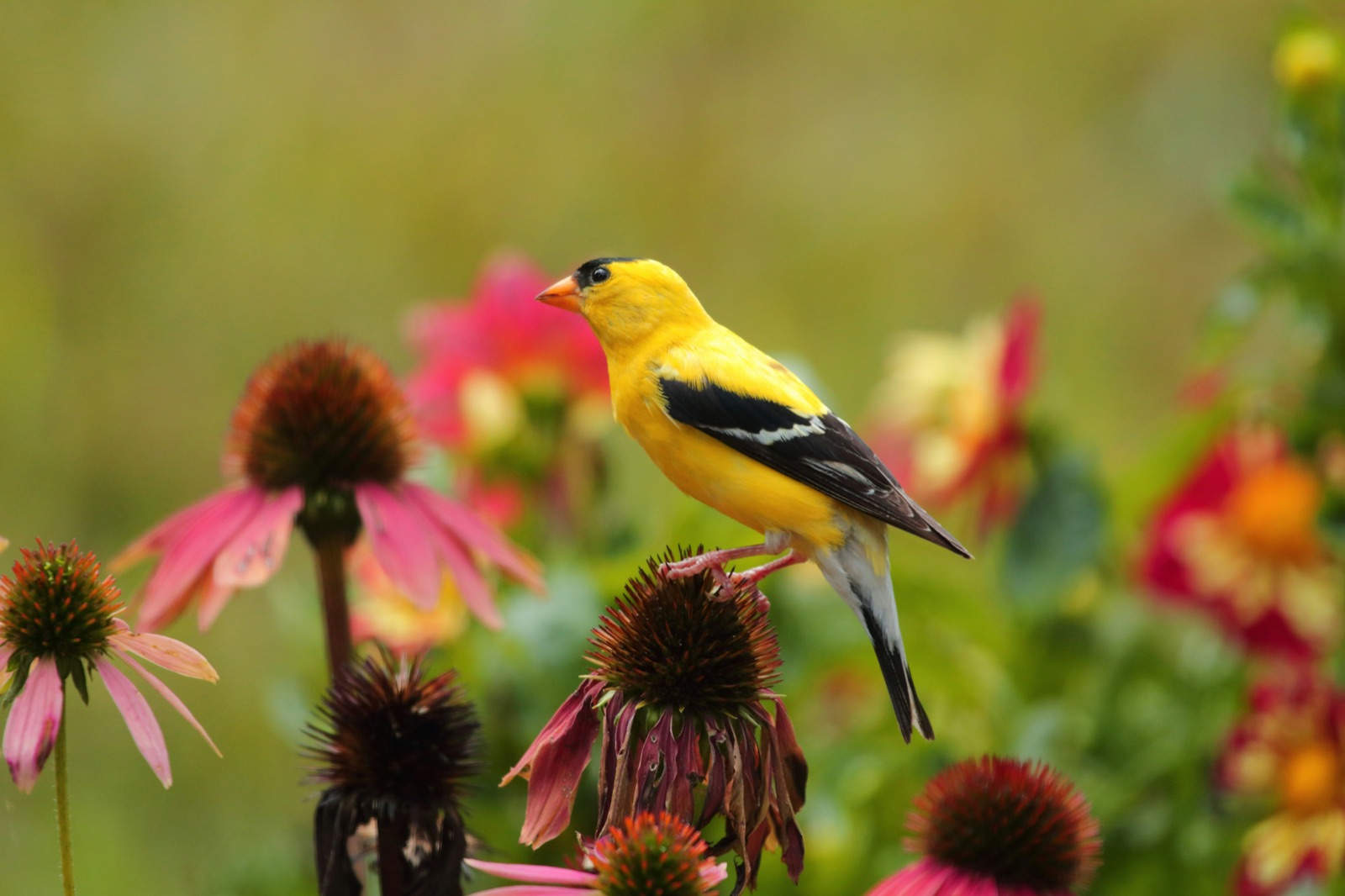 A male American goldfinch in bright yellow and black plumage perched on the seed head of a purple coneflower, surrounded by echinacea and other blooms — a native bird on a native plant