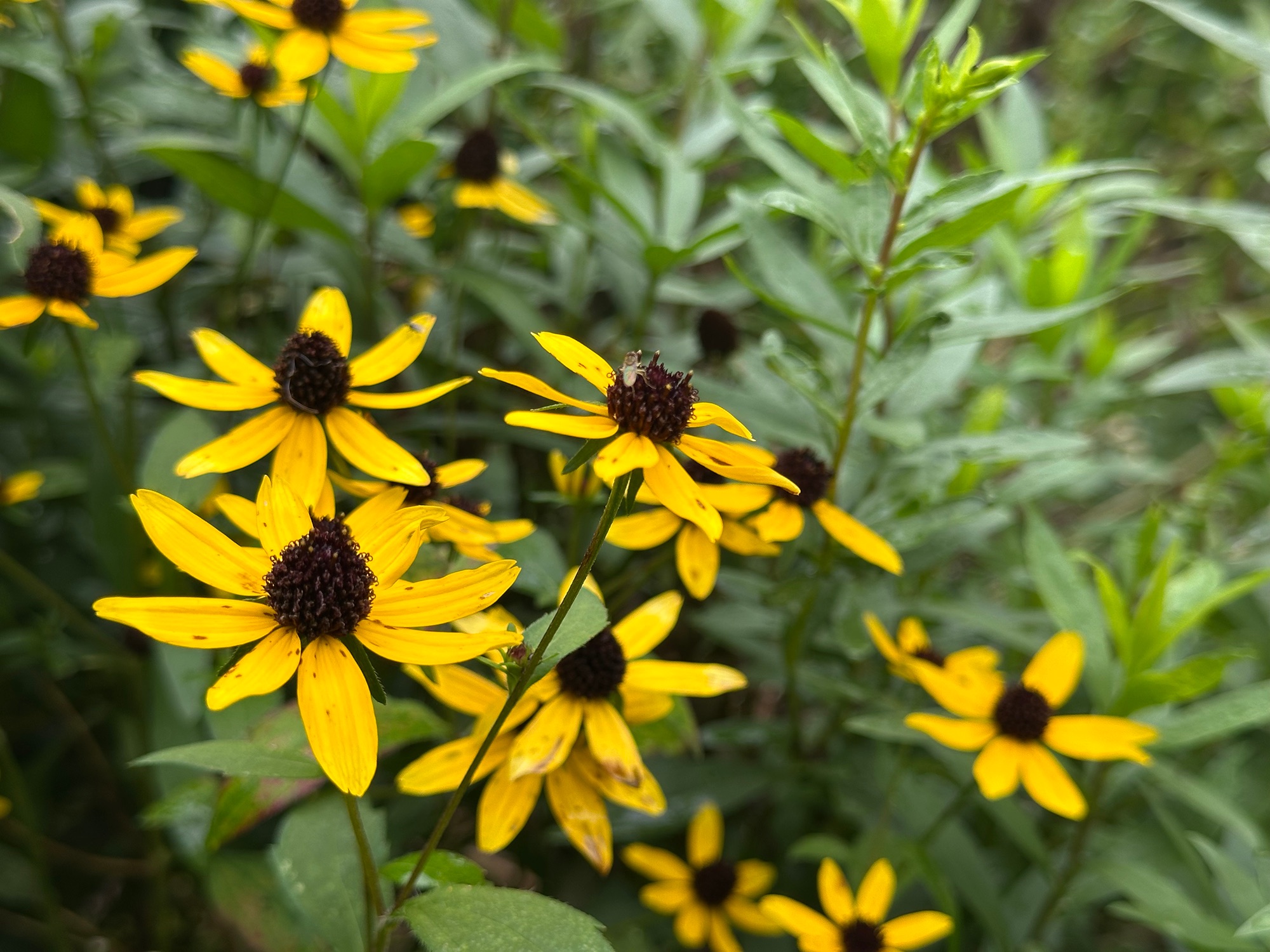 A patch of native brown-eyed Susan (Rudbeckia triloba) and goldenrod in full golden bloom — the pollinator garden that now grows where the privet hedge used to be.