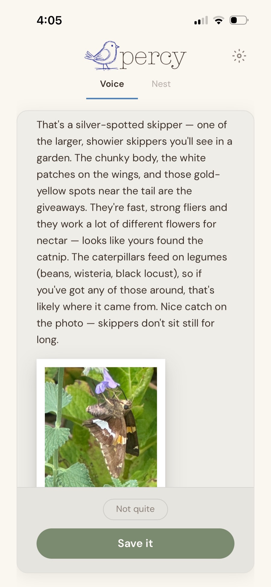 The Percy app identifying a silver-spotted skipper from a photo — a brown butterfly with a bright white patch on its wing, resting on purple catmint flowers — alongside a note explaining what it is and what its caterpillars feed on