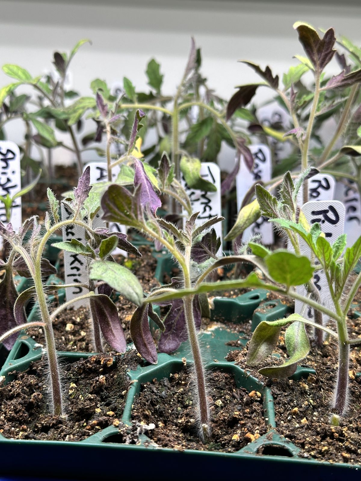 Young tomato seedlings with purple-tinged leaves in a seed-starting tray, each cell labeled by variety