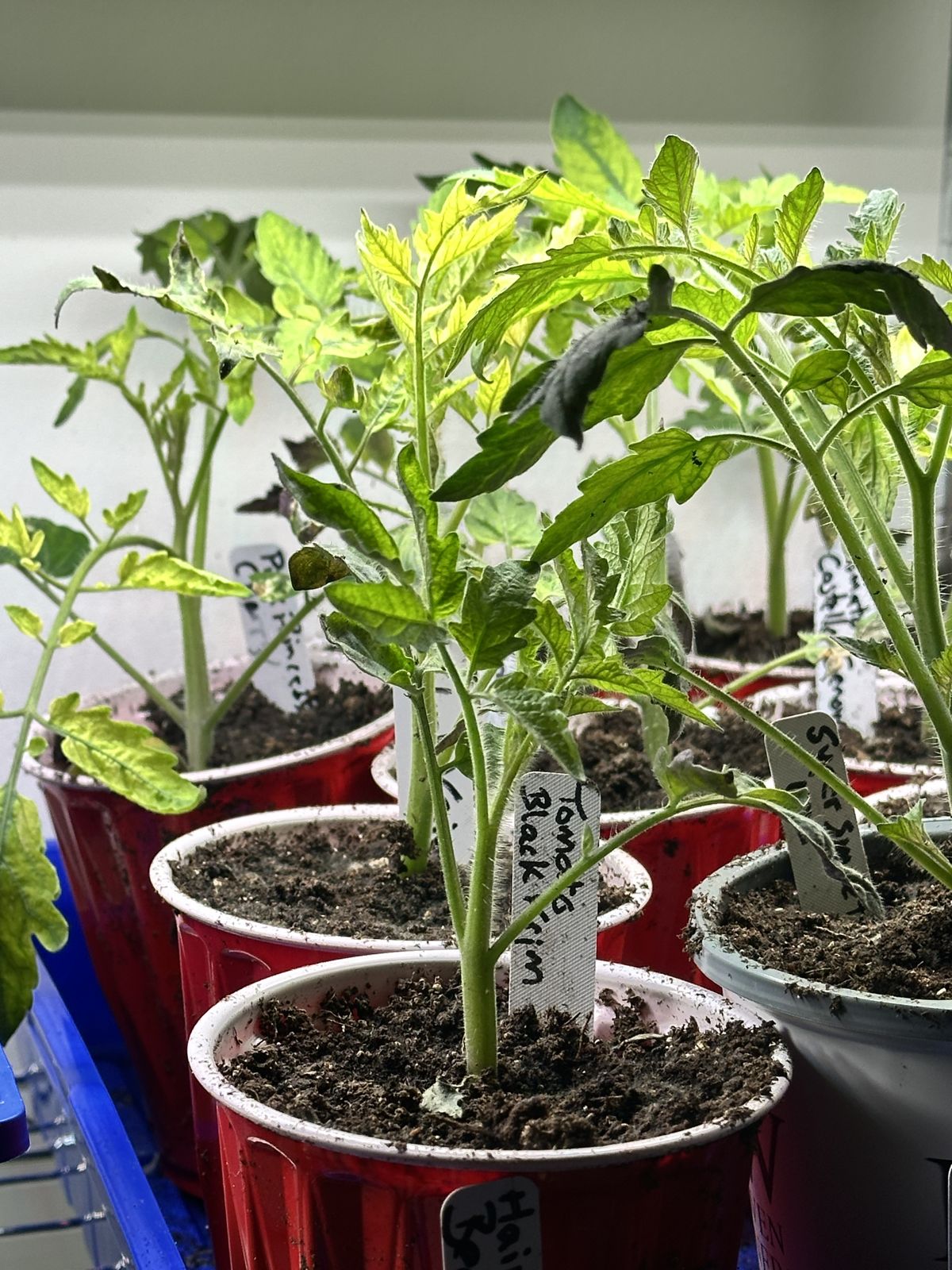 Tomato seedlings potted up into red plastic cups under grow lights in a basement, including one labeled Black Krim