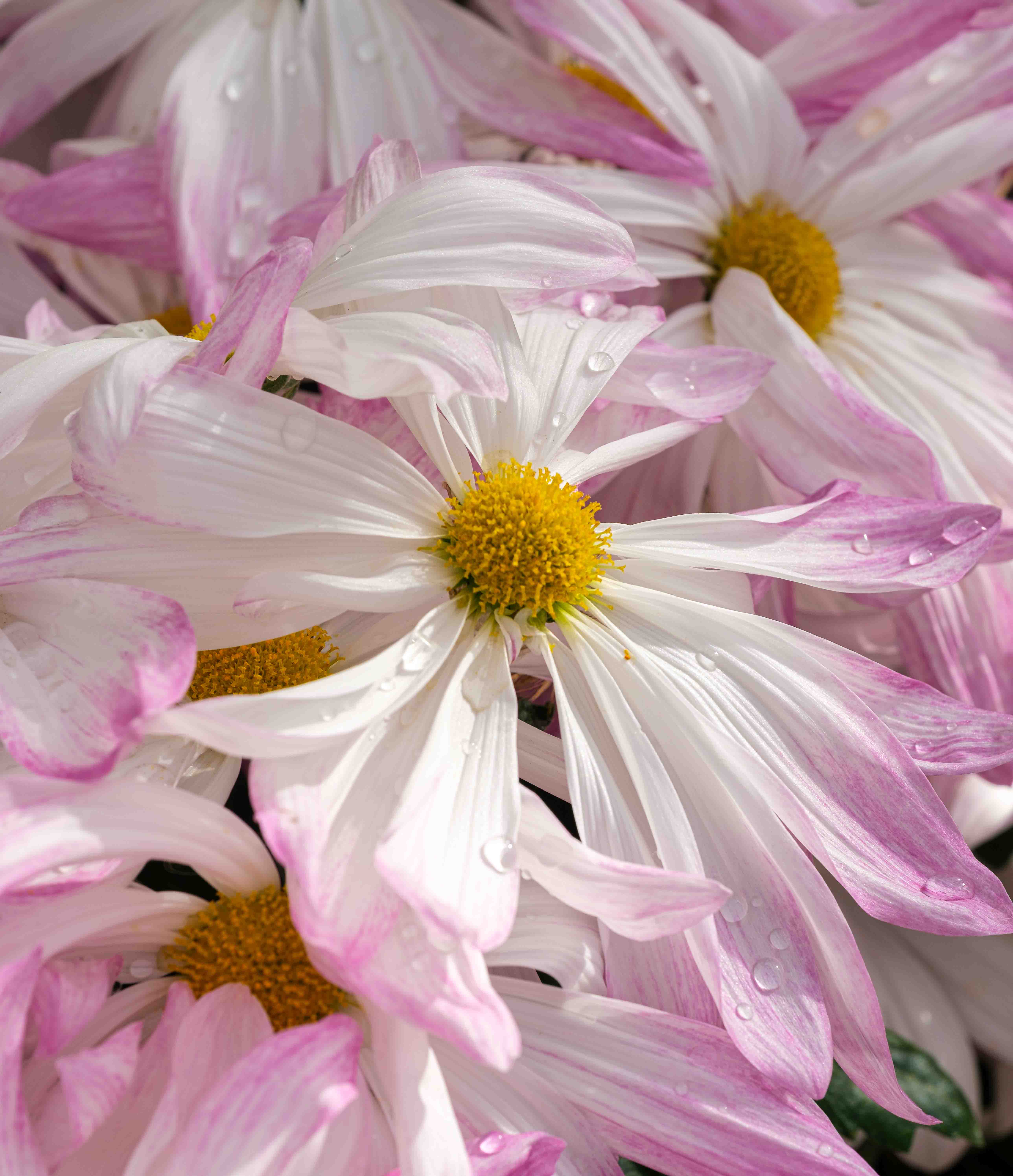 Pink and white cosmos flowers with water droplets