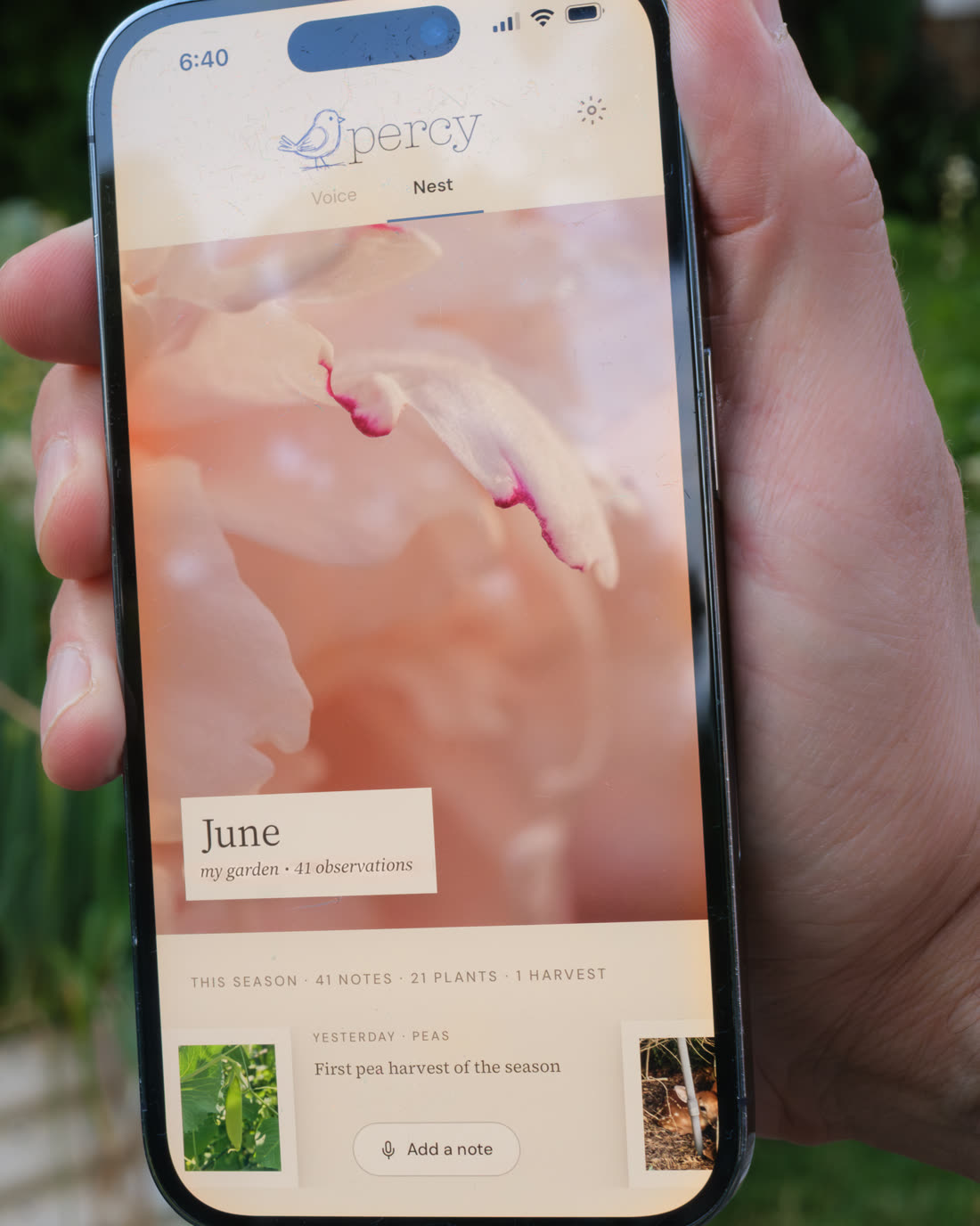The Nest open on a phone held in a summer garden — June, 41 observations, first pea harvest of the season