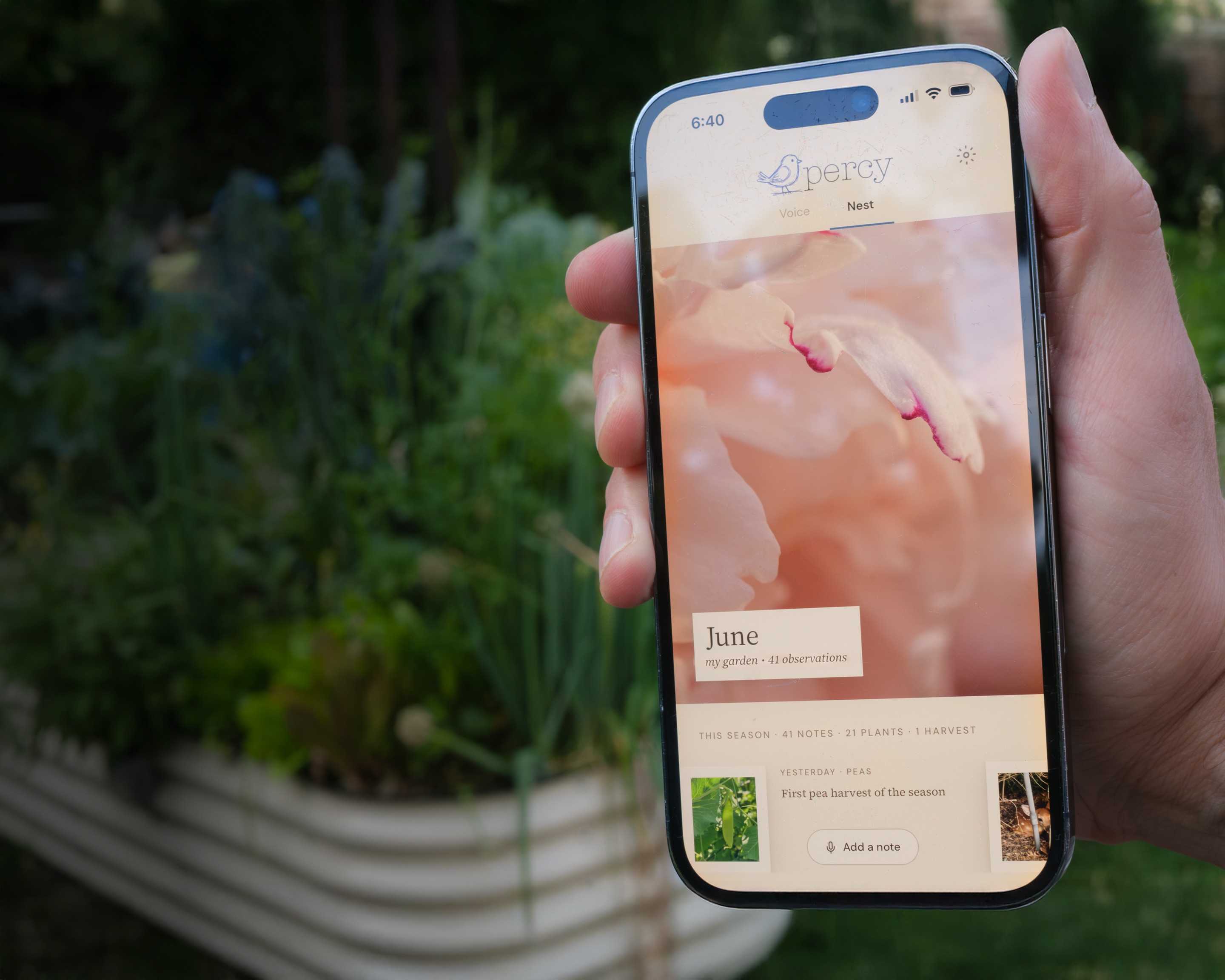 The Nest open on a phone held in a summer garden — June, 41 observations, first pea harvest of the season