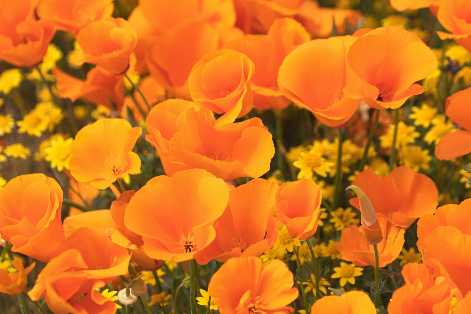 California poppies (Eschscholzia californica), the state’s native wildflower, in golden light.